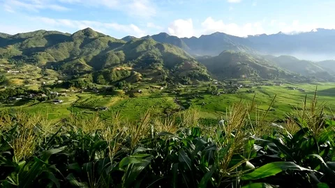 Rice fields on terraced of Sapa (Sa Pa), Vietnam. Rice fields prepared to har Stock Footage 77497511