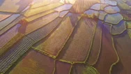 Rice Fields On Terraced In Surice, China. Aerial View Stock Footage
