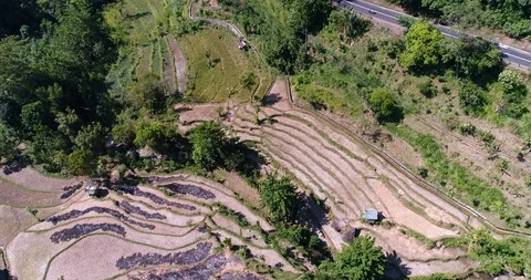 Rice fields terraces along road surrounded by tropical forest Stock-Footage 114578014