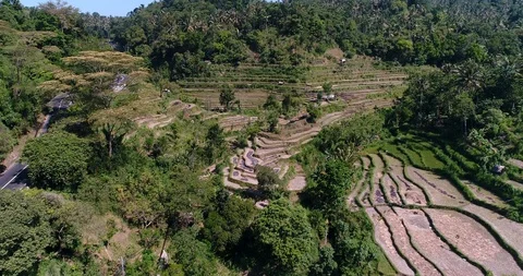 Rice fields terraces along road surrounded by tropical forest 스톡 동영상 114578960