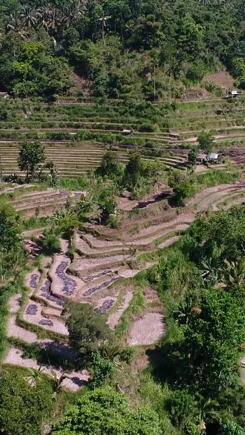Rice fields terraces along road surrounded by tropical forest Stock Footage 230285647