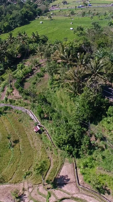 Rice fields terraces along road surrounded by tropical forest 스톡 동영상 230286289