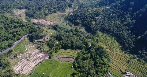 Rice fields terraces at the bottom of hills covered in tropical vegetation Stock Footage 114583242