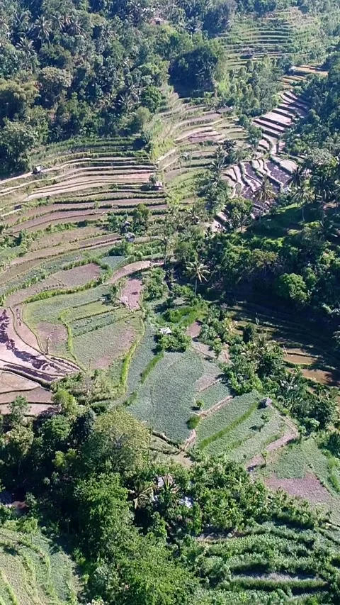 Rice fields terraces at the bottom of hills covered in tropical vegetation 스톡 동영상 230286393
