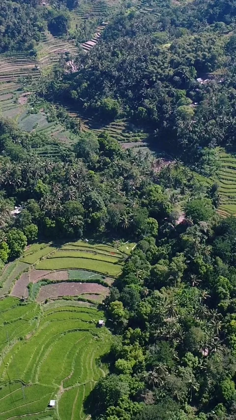 Rice fields terraces at the bottom of hills covered in tropical vegetation Video stock 230286637