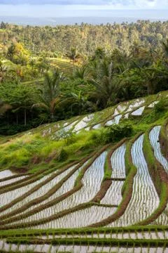 Rice fields on terraces with Irrigation system, Bali, Indonesia Stock Photos