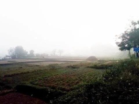 Rice fields in the Thai winter Stock Photos