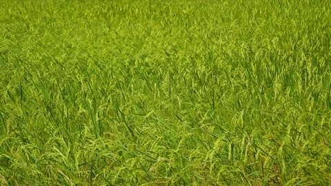 Rice fields in Thailand. Stock Footage 81907048