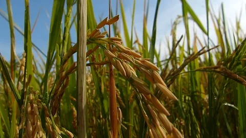 Rice fields in Thailand Stock Footage 82290028