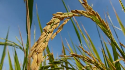 Rice fields in Thailand Stock Footage 82290051