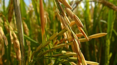 Rice fields in Thailand Stock Footage 82290087