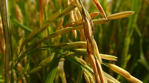 Rice fields in Thailand Stock Footage 82290122