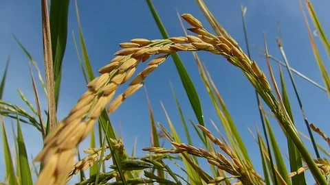 Rice fields in Thailand Stock Footage 82290369