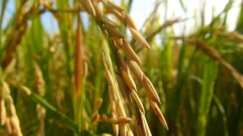 Rice fields in Thailand Stock Footage 82294513