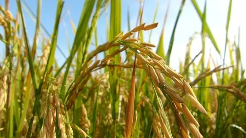 Rice fields in Thailand Stock Footage 82294658