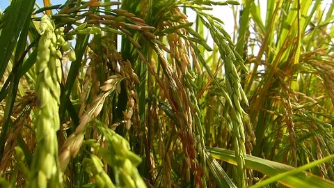 Rice fields in Thailand Stock Footage 82294671