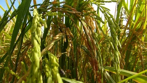Rice fields in Thailand Stock Footage 82294743