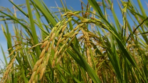 Rice fields in Thailand Stock Footage 82344048