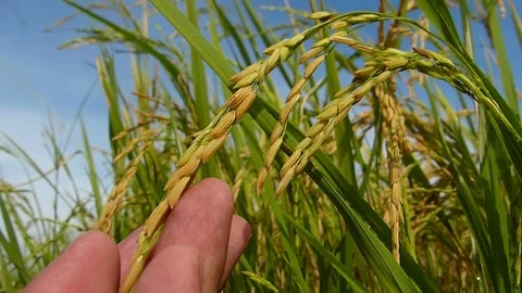 Rice fields in Thailand Stock Footage 82344546