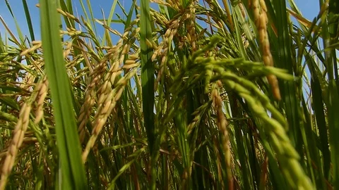Rice fields in Thailand Stock Footage 82344611