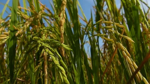 Rice fields in Thailand Stock Footage 82345578