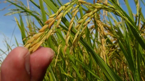 Rice fields in Thailand Stock Footage 82346114