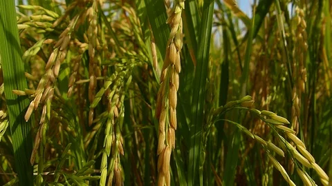 Rice fields in Thailand Stock Footage 82349223