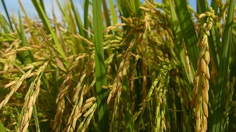 Rice fields in Thailand Stock Footage 82350277
