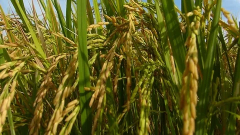Rice fields in Thailand Stock Footage 82350327