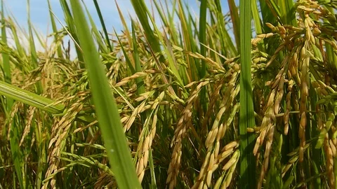 Rice fields in Thailand Stock Footage 82350799