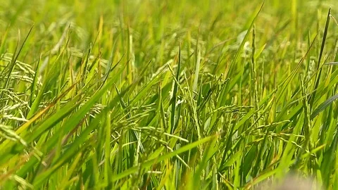 The rice fields of Thailand Stock Footage 83830520