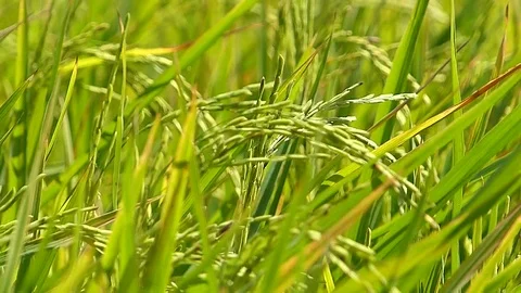The rice fields of Thailand Stock Footage 83830524