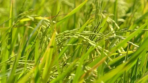 The rice fields of Thailand Stock Footage 83830601