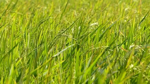 The rice fields of Thailand Stock Footage 83830605