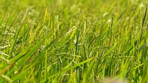 The rice fields of Thailand Stock Footage 83830973