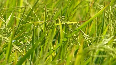 The rice fields of Thailand Stock Footage 83914711