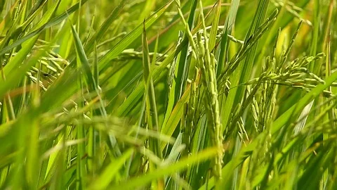 The rice fields of Thailand Stock Footage 83914740
