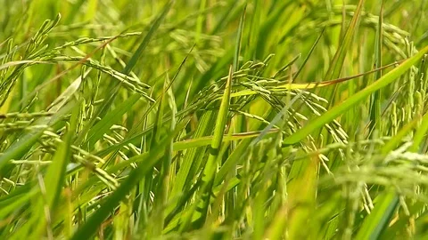 The rice fields of Thailand Stock Footage 83914831