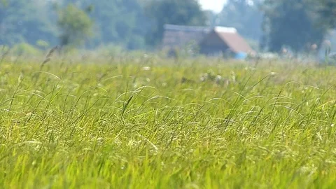 The rice fields of Thailand Stock Footage 83915078