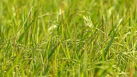 The rice fields of Thailand Stock Footage 83915084
