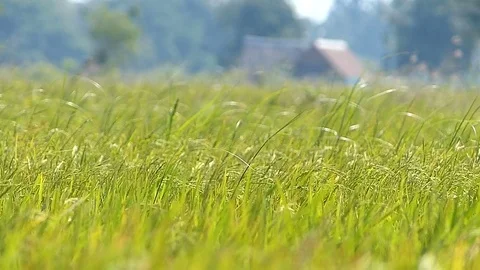 The rice fields of Thailand Video stock 83915224