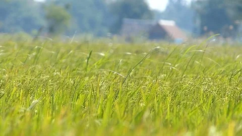 The rice fields of Thailand Stock Footage 83915249