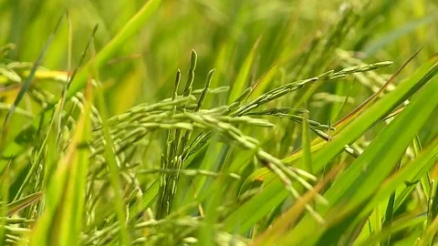 The rice fields of Thailand Stock Footage 83915445