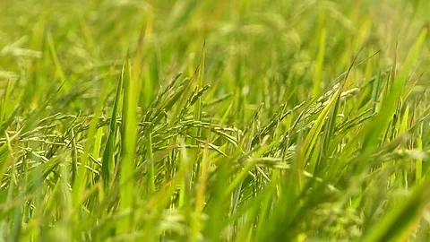 The rice fields of Thailand Stock Footage 83915666