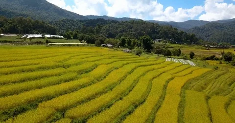Rice fields in Thailand on a north, surrounded by mountains Stock Footage 108469889