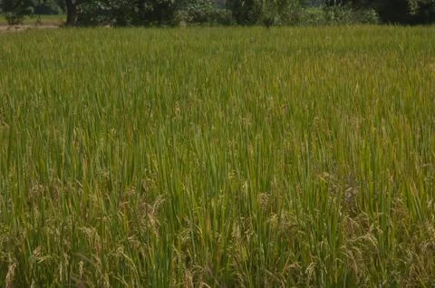 Rice fields in thailand. Stock Photos