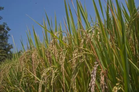 Rice fields in thailand. Stock Photos