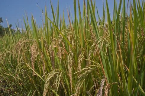 Rice fields in thailand. Stock Photos