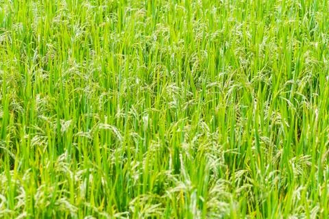 Rice fields in thailand Stock Photos