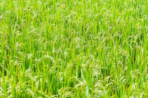 Rice fields in thailand Stock Photos